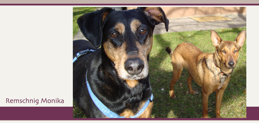 Remschnik Monika und Ihre Hunde